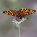 Pfynwald 2013 - Schmetterling