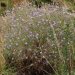 Pfynwald 2013 - Centaurea valesiaca
