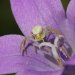 Grächen, Trockenwiese - Spinne auf Glockenblume