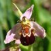 Gewöhnliche Bienen-Ragwurz (Ophrys apifera)
