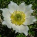 Blüte der Weissen Alpen-Anemone