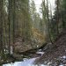 Wald bei Kollbrunn