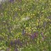 Blumenwiese