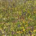 Blumenwiese
