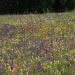 Blumenwiese