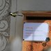 Kohlmeise nistet in Briefkasten