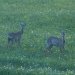 2 Rehe