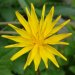 Hainlattich (Aposeris foetida)