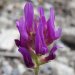Esparsetten-Tragant (Astragalus onobrychis)
