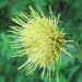 Klebrige Kratzdistel (Cirsium erisithales)
