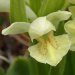 Holunder-Knabenkraut (Dactylorhiza sambucina)