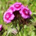 Bart-Nelke (Dianthus barbatus)