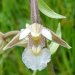 Sumpf-Stendelwurz (Epipactis palustris)