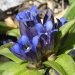Kreuzblättriger Enzian (Gentiana cruciata)
