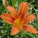 Gelbrote Taglilie (Hemerocallis fulva)