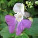 Balfours Springkraut (Impatiens balfourii)
