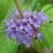 Acker-Minze (Mentha arvensis)