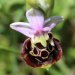 Hummel-Ragwurz (Ophrys holosericea)