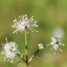 Sanikel (Sanicula europaea)