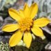 Hallers Greiskraut (Senecio halleri)