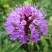 Kugelorchis (Traunsteinera globosa)