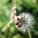 Behaarte Karde (Dipsacus pilosus)