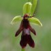 Fliegen-Ragwurz (Ophrys insectifera)