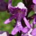 Helm-Knabenkraut (Orchis militaris)