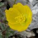 Rhätischer Alpen-Mohn (Papaver aurantiacum)