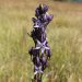 Moorenzian (Swertia perennis)