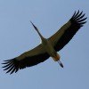 fliegender Storch
